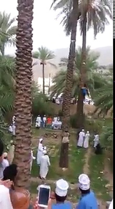 Dates Trees Riding competition  in Dubai.
