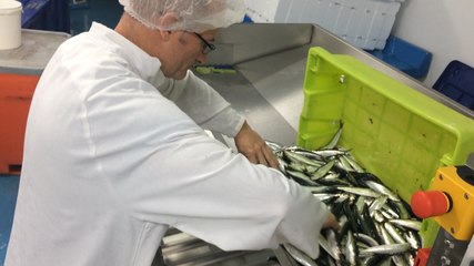 La machine à découper la sardine en filets