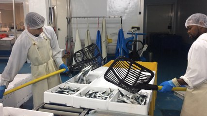 La sardine fraîche chez Coeffic Marée