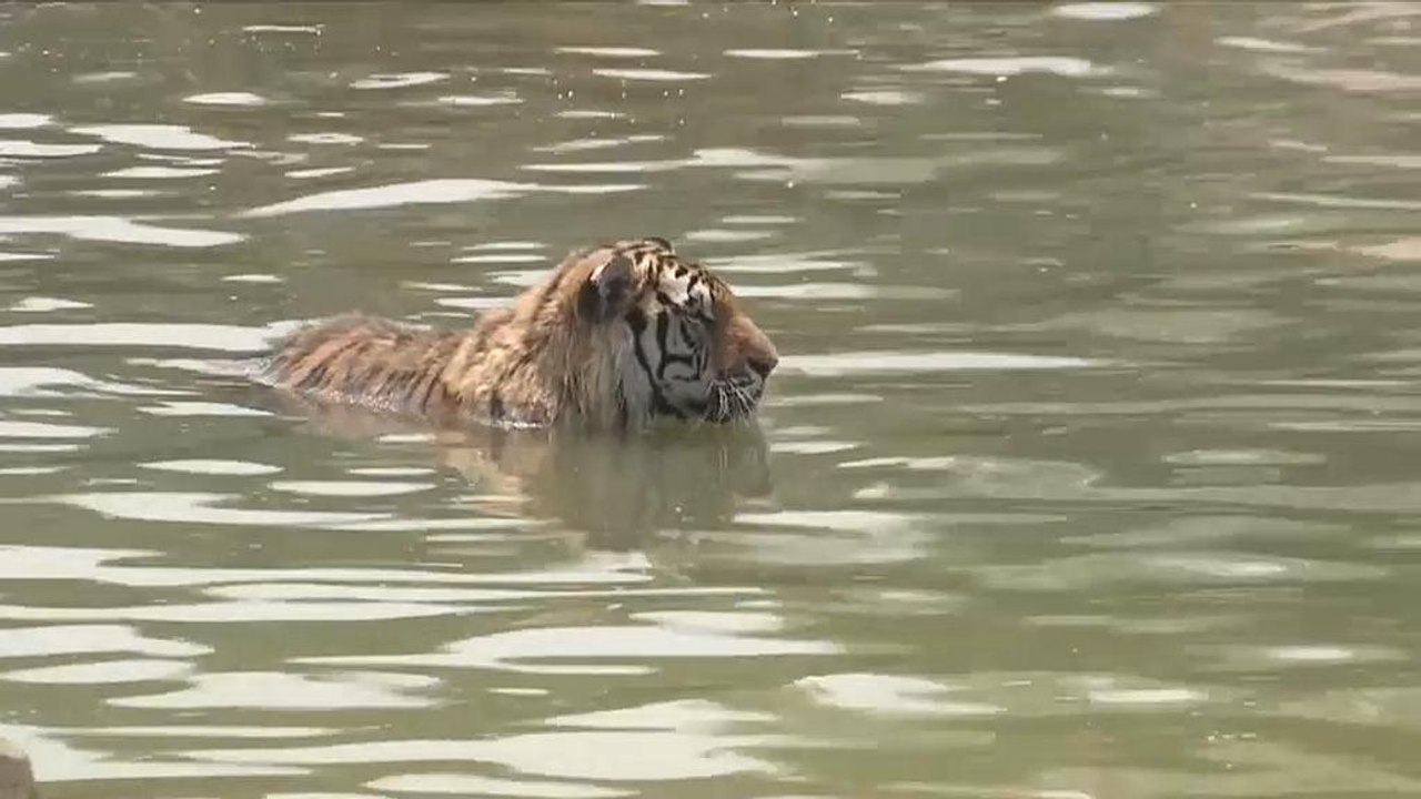 Sibirische Tiger: Alles nur kein Hitzschlag