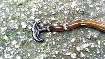 Viral video shows carnivorous hammerhead worm _ Daily Mail Online