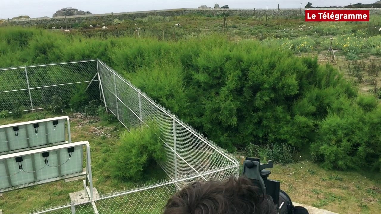 Les Glénan (29). Aux Moutons, ils veillent sur les sternes