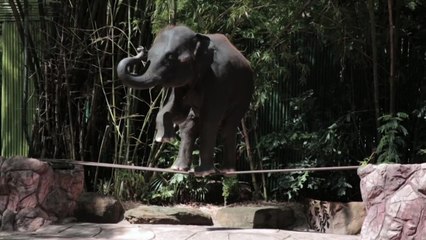 3 in 4 entertainment elephants victims of abuse