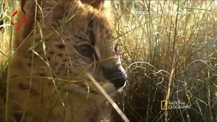 Animais de Kalahari - Africa do Sul - Documentário - Dublado