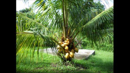 John Gabilou  A l'Ombre d'un cocotier