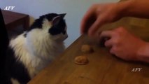 Funny, Clever Cats, Best Pets Compilation, Dog Tricks, C