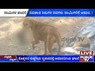 Dogs & Pigs Scavenge Dead Babies That Are Not Buried Properly