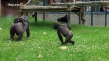 Gorila desea jugar con su hermano recién nacido