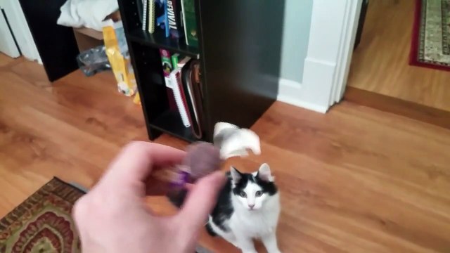 Il est né chat mais se comporte comme un vrai chien !