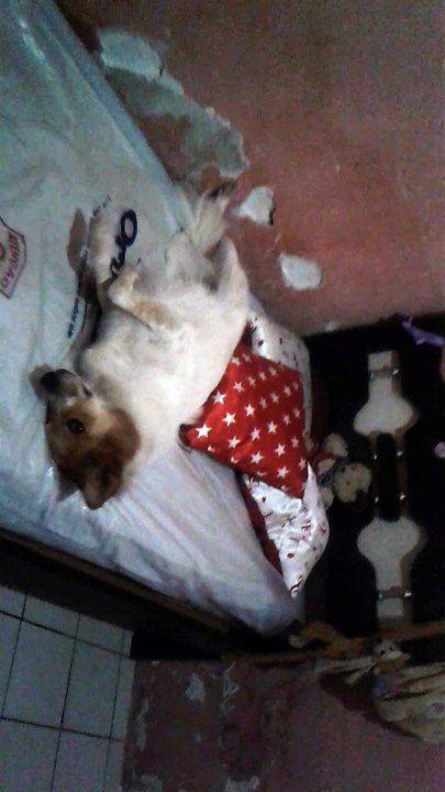 BOLINHA numa vida boa.