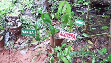 أشجار غريبة || Weird Trees