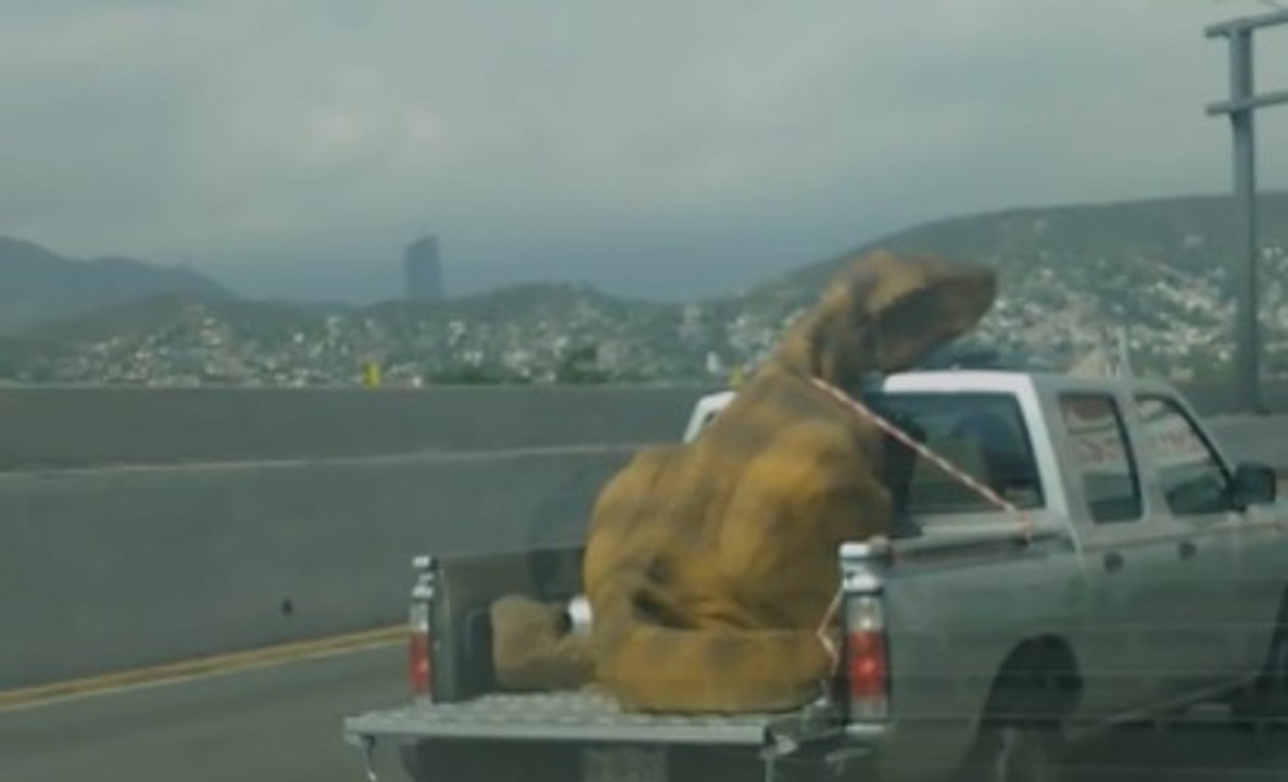 DENUNCIA DE POSIBLE "MALTRATO DE ANIMAL"