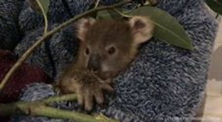 Tiny Joey Morton Loves His Gumleaf and Human Mummy