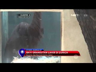 Bayi Orang Utan Lahir di Zurich, Swiss - NET12