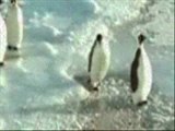 Fun penguins