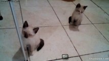 VARIOS GATOS JUGANDO DESPUES DE COMER SE DIVIERTEN DENTRO DE LA CASA TODOS CONTRA TODOS