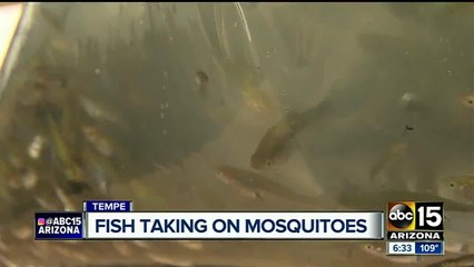Mosquito fish helping combat mosquito-borne illnesses in Valley