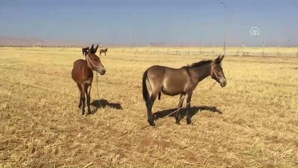 Tarlada Susuz Bırakılan Hayvanlar Için Para Cezası