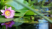 三柴聡の空間を彩る花々　その8