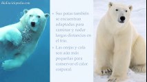 Oso polar-Caracteristicas