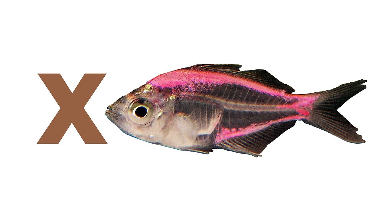 Un et un à un un à A b c d enfants pour est est est enfants garderie rimes chanson chansons Abc |