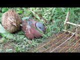 Awesome Quick Bird Trap Using Branches Make By Smart Boy - How to Make Bird Trap Work 100%