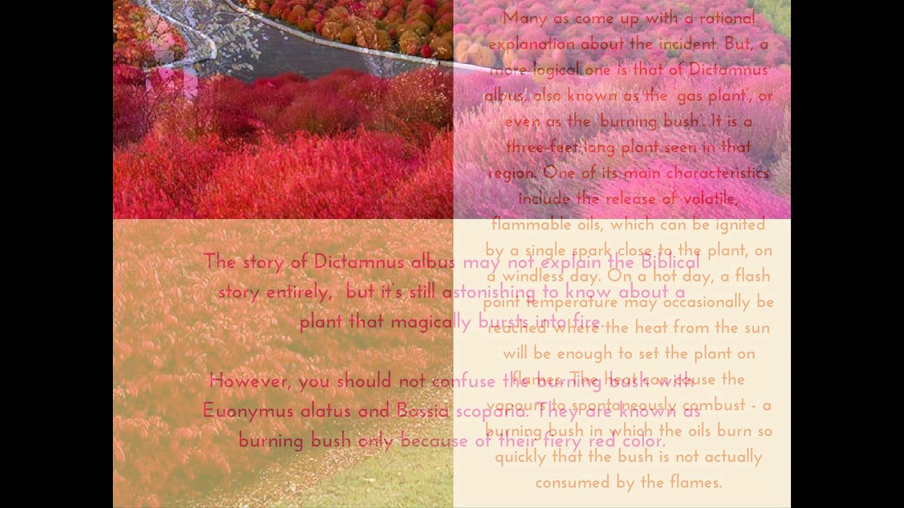 Mythical flowers
