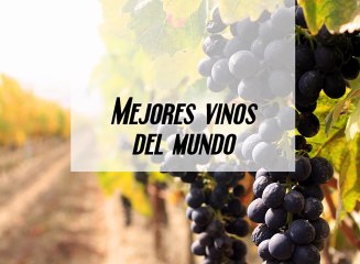 José Elarba - Mejores vinos del mundo