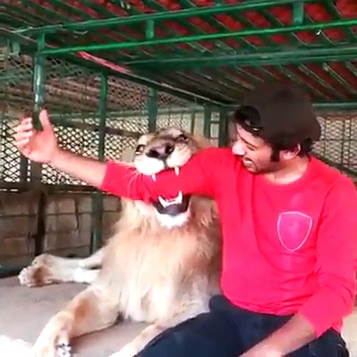 Quand tu as des tigres, lions et panthères en animaux de compagnie