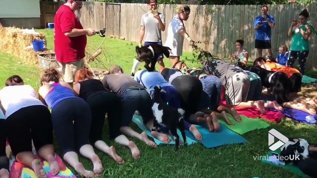 Faire du yoga avec des chèvres... WTF
