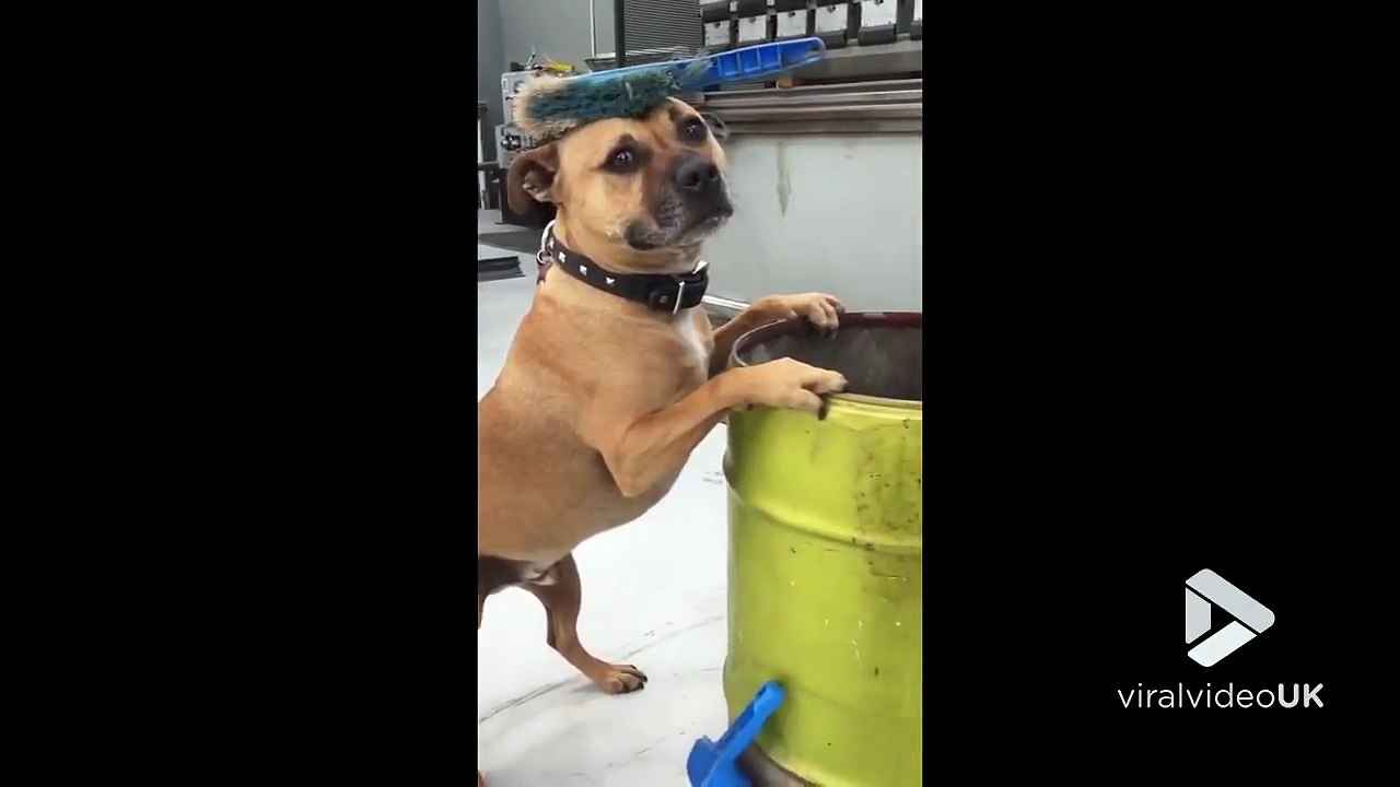 Ce chien est le roi du mannequin challenge
