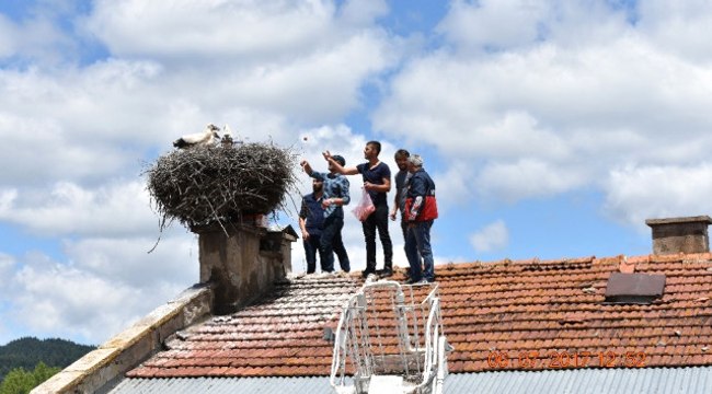 Günün En Güzel Haberi! Anneleri Ölen Yavru Leyleklere Belediye Sahip Çıktı
