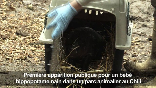 Naissance d'un bébé hippopotame nain dans un zoo chilien