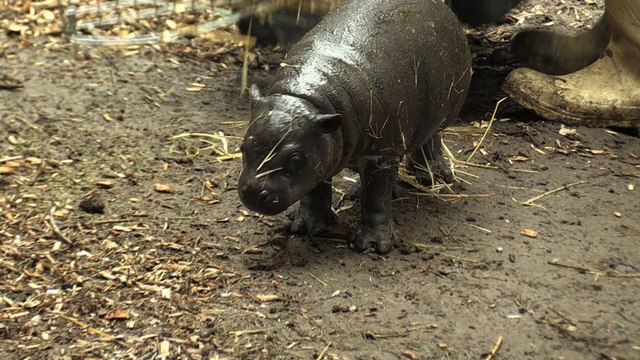 Naissance d'un bébé hippopotame nain dans un zoo chilien