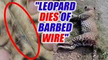 Leopard dies of wire entangled around neck | Oneindia News