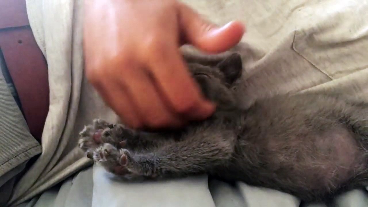 Ce chat pleure dès qu’on arrête de le caresser