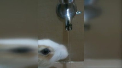 Kanser Hastası Büşra Kendisini Hayata Bağlayan Tavşanını Arıyor