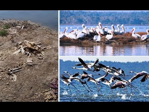 Report TV - Parku Kombëtar i Divjakës, Rama: Shpëtuam një thesar me vlera