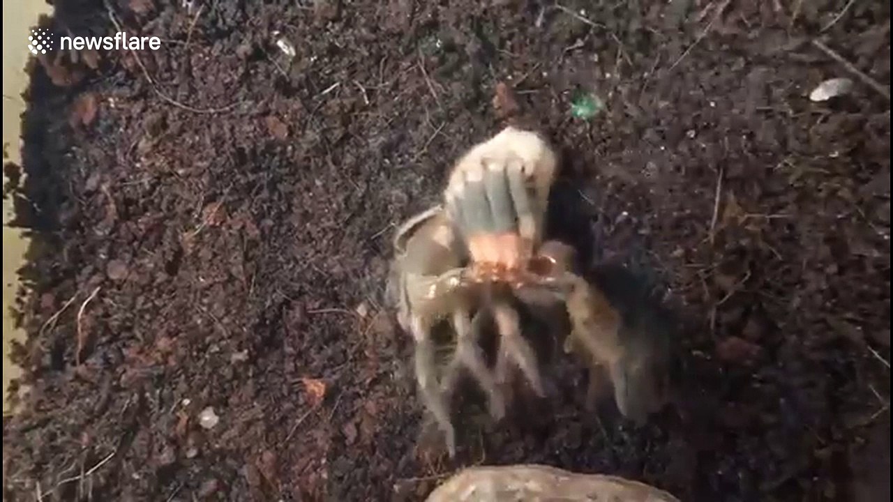 Mexican red knee Tarantula moulting