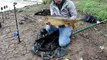 Carp Fishing in Rivers - How to Catch Carp in Rivers - River Fishing for Carp