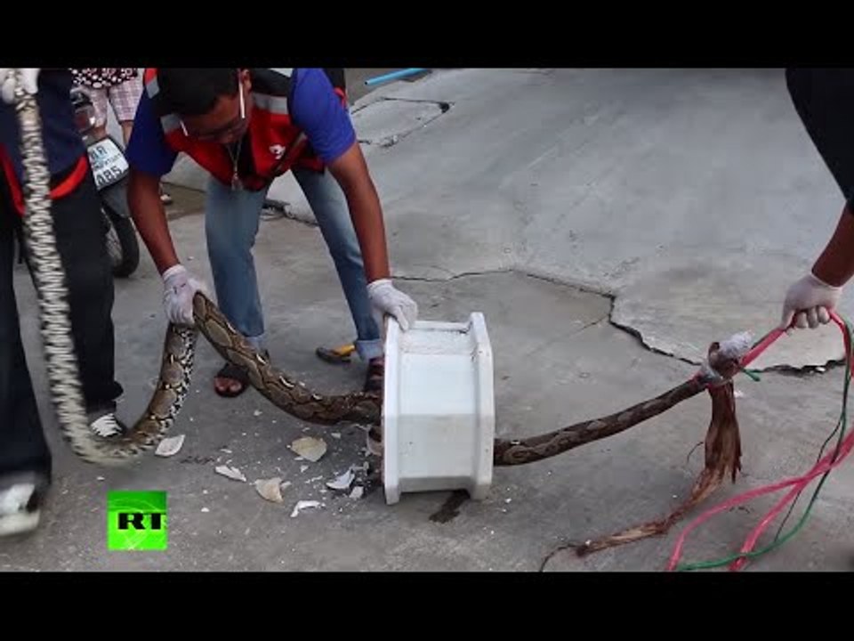 Disturbing: Python attacks man’s penis in terrifying Thai toilet ordeal