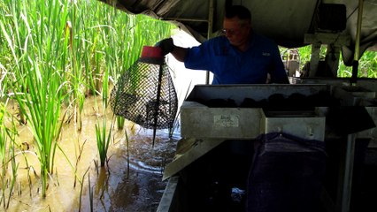 Balade en pays Cajun - On va déguster