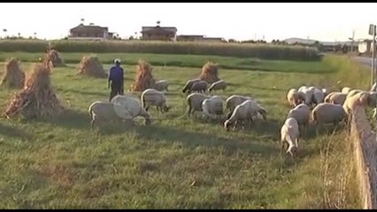 Ora News – Vlorë, siguria ushqimore, zyrtarët e bujqësisë: Problemet nga informaliteti