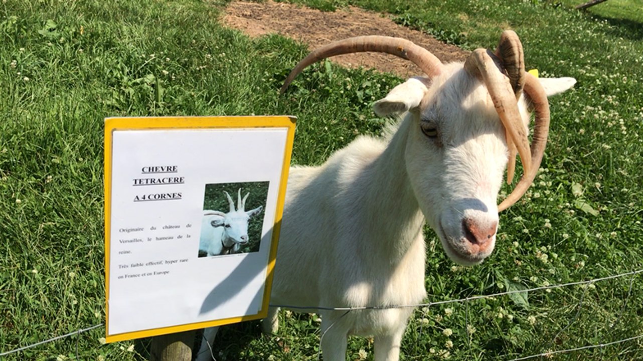 Parc animalier du Beauquet-Marais