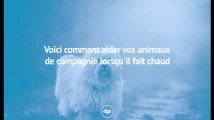 Voici comment aider vos animaux de compagnie lorsqu'il fait chaud