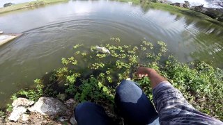 Spawning Bass fishing (Hat Trick 5lbers) 1080p HD