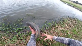Tilapia fishing (Houston, Tx) 1080p HD