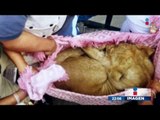 Rescatan a león en azotea de la Ciudad de México | Noticias con Ciro Gómez Leyva