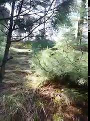 Last Exclusive Video Of Burhan Wani Before Martyr