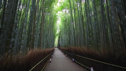The Most Beautiful Forests in the World